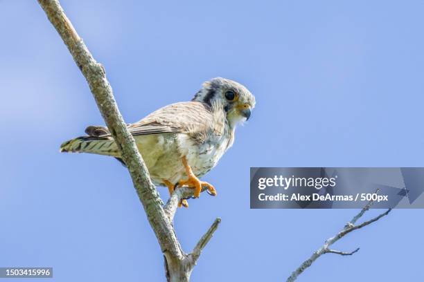 Kestrel Rear View Kestrel View Photos and Premium High Res Pictures - Getty Images