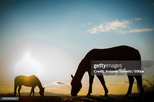 silhouette of elephants at sunset,casalgrande,province of reggio emilia,italy - flehmen behaviour stock pictures, royalty-free photos & images