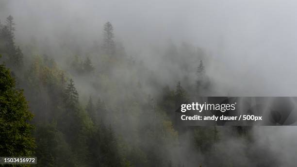 trees in forest during foggy weather - andy dauer stockfoto's en -beelden