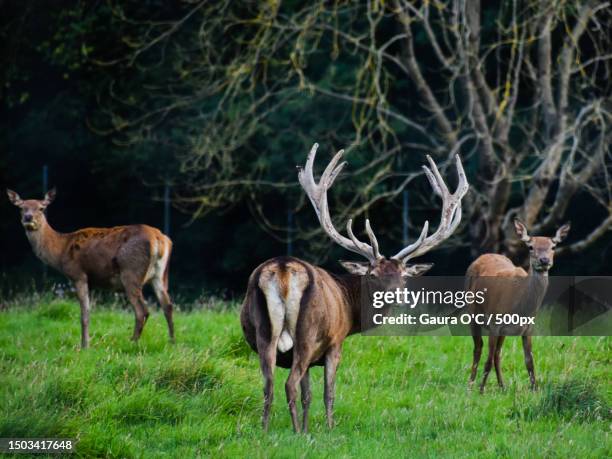 side view of red deer standing on field,ireland - concept does not exist 個照片及圖片檔