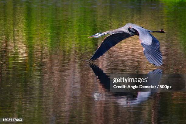 high angle view of heron flying over lake,delray beach,florida,united states,usa - delray beach bildbanksfoton och bilder