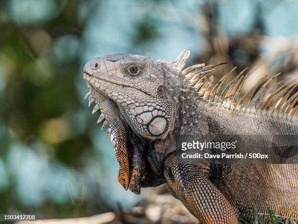close-up of green iguana - green iguana stock pictures, royalty-free photos & images