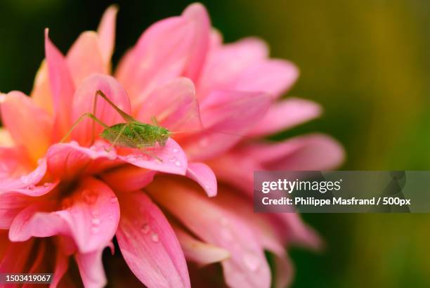 close-up of insect on pink flower,france - grasshopper stock pictures, royalty-free photos & images