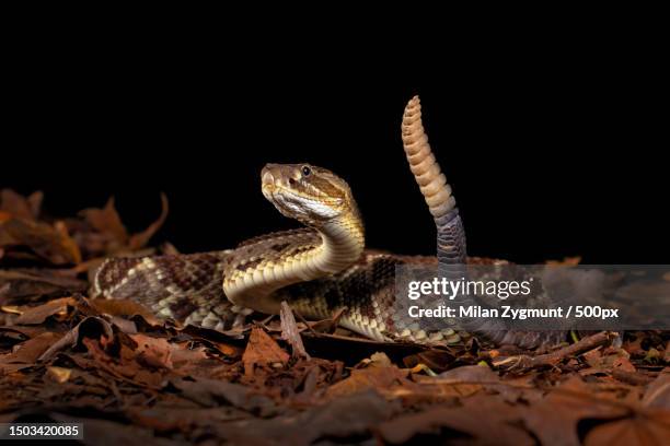 close-up of rattleviper on field against black background,costa rica - rattlesnake stock pictures, royalty-free photos & images