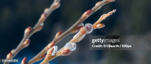 close-up of frozen plant,laax,switzerland - pussy willow stock pictures, royalty-free photos & images