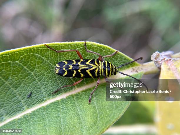 Massachusetts Insects 152 Little Waltham Stock Photos, High-Res Pictures, and Images - Getty ...
