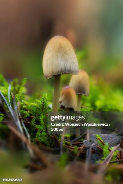 close-up of mushrooms growing on field,poland - parking log stock pictures, royalty-free photos & images