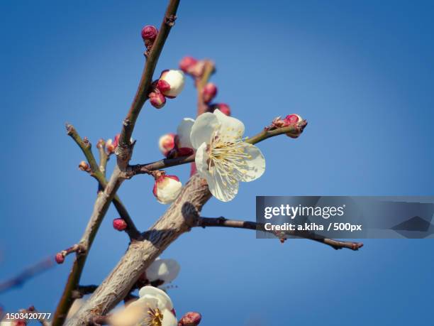 low angle view of cherry blossoms against clear blue sky - abricoteiro - fotografias e filmes do acervo
