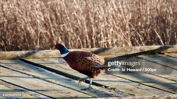 close-up of pheasant perching on wooden post,oare marshes nature reserve,united kingdom,uk - pheasant bird stock-fotos und bilder