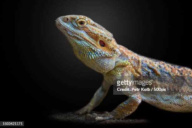 close-up of bearded dragon against black background,czech republic - bearded dragon stock pictures, royalty-free photos & images