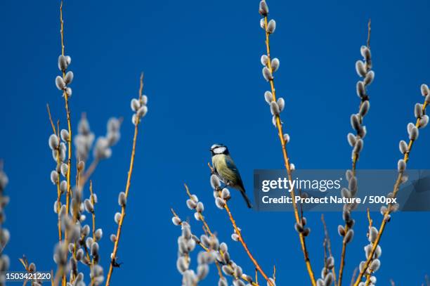 low angle view of birds perching on branch against clear blue sky,salzburg,austria - songbird stock-fotos und bilder