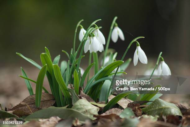 close-up of white flowering plant on field - snowdrops stock-fotos und bilder