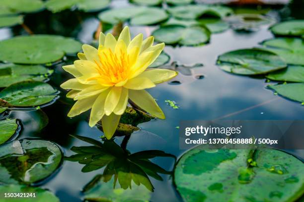 close-up of lotus water lily in lake,china - water lily stock pictures, royalty-free photos & images