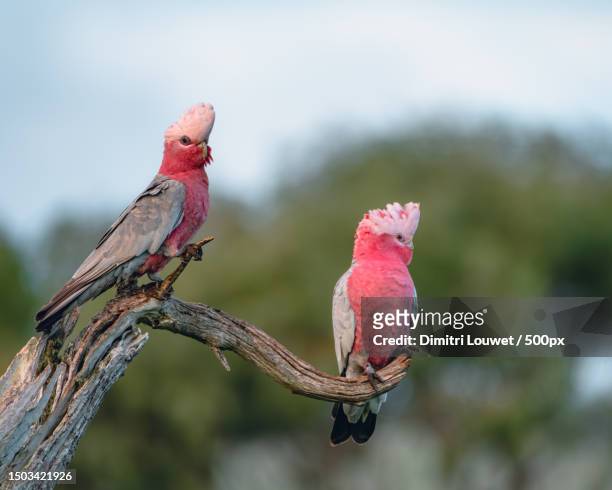 close-up of birds perching on branch,kondoolka,south australia,australia - gala 2016 foto e immagini stock