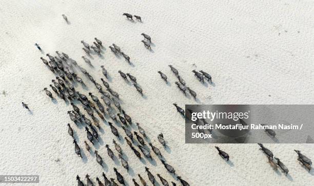 aerial view of flock of sheep,bangladesh - bangladesh aerial stock pictures, royalty-free photos & images