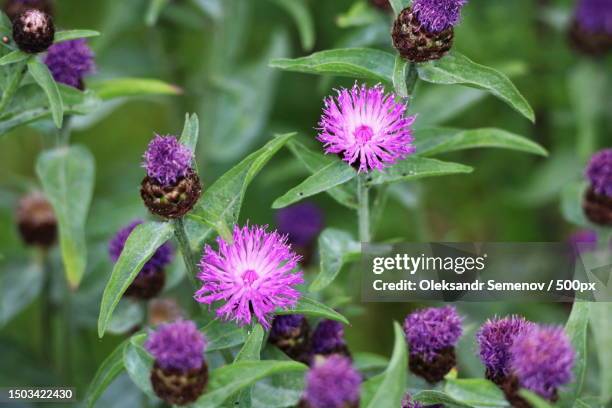 close-up of purple flowering plants - thistle stockfoto's en -beelden