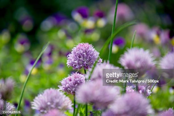 close-up of purple flowering plants on field,finland - allium stock pictures, royalty-free photos & images