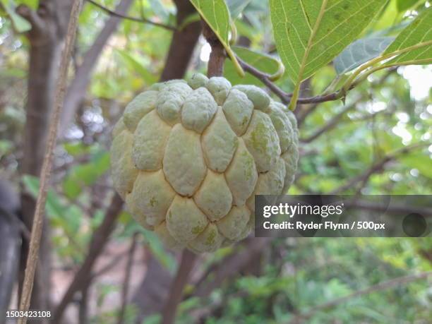 close-up of fruit growing on tree,tamil nadu,india - cherimoya stock-fotos und bilder