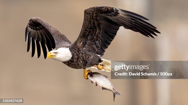1,730 Bald Eagle Claws Stock Photos, High-Res Pictures, and Images - Getty  Images