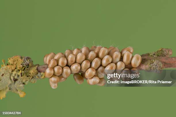 small emperor moth (saturnia pavonia), egg clutch, lower saxony, germany - rita wilden stock-fotos und bilder