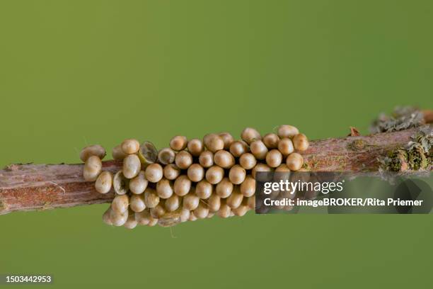 small emperor moth (saturnia pavonia), egg clutch, lower saxony, germany - rita wilden stock-fotos und bilder