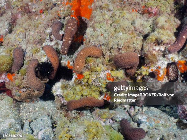 several specimens of sea cucumber (holothuria sanctori), dive site marine reserve el cabron, arinaga, gran canaria, spain, atlantic ocean - holothuria stock pictures, royalty-free photos & images