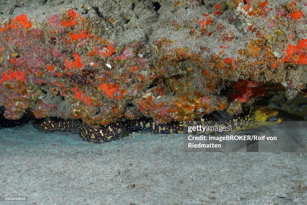 Fangtooth moray (Enchelycore anatina), Pasito Blanco reef dive site, Arguineguin, Gran Canaria, Spain, Atlantic Ocean