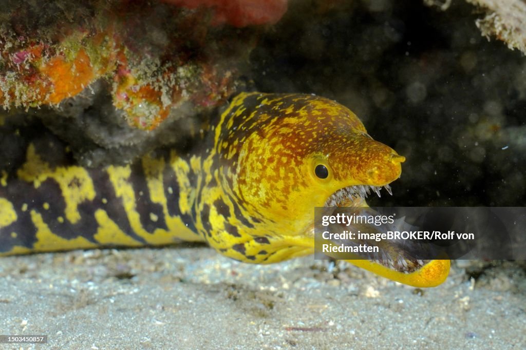 Fangtooth moray (Enchelycore anatina) with open mouth, Pasito Blanco reef dive site, Arguineguin, Gran Canaria, Spain, Atlantic Ocean