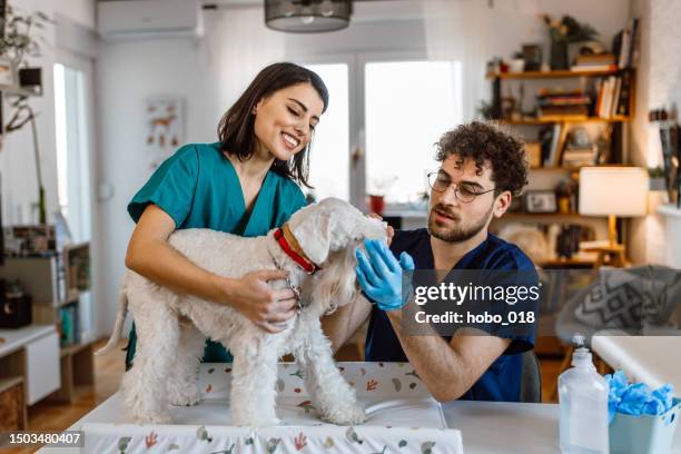 veterinarian ear treatment - schnauzer stock pictures, royalty-free photos & images
