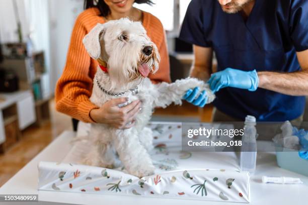 veterinarian gives vaccine shot to a dog - rubber glove stock pictures, royalty-free photos & images