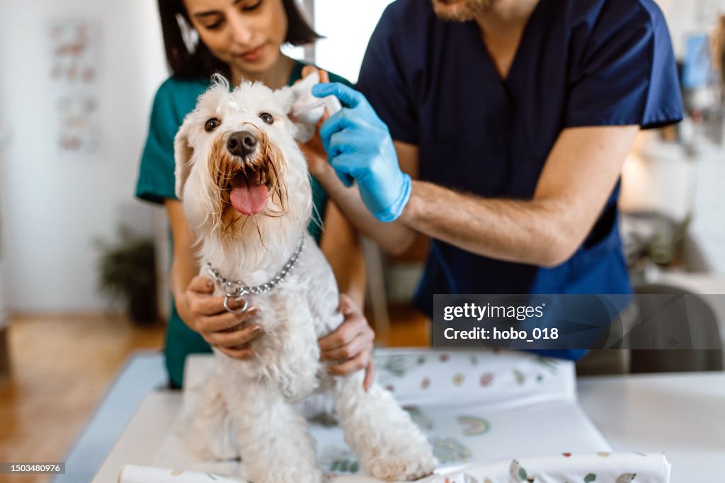 Cute schnauzer dog at veterinary clinic