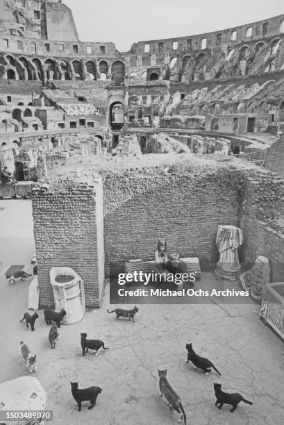 Actor Klaus Kinski and daughter Nastassja Kinski feed stray cats at The Colosseum in March 1966 in Rome, Italy.