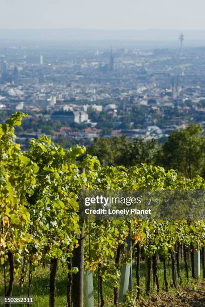 vineyard near grinzing, vienna in background. - vienna grinzing stock pictures, royalty-free photos & images