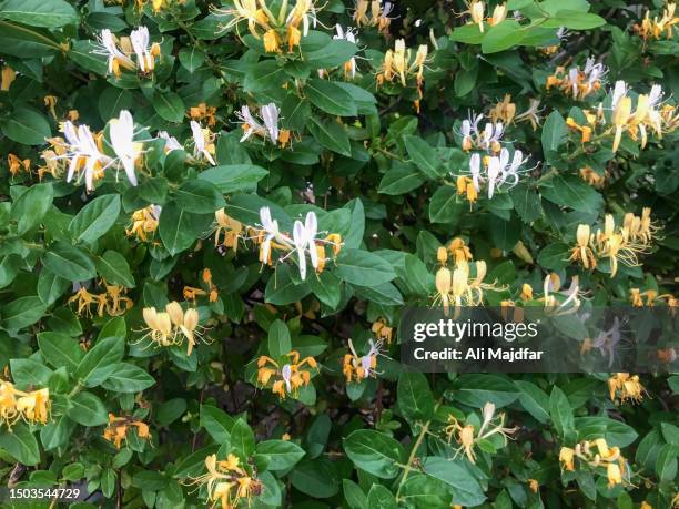 honeysuckle flowers on bush - honeysuckle stock pictures, royalty-free photos & images