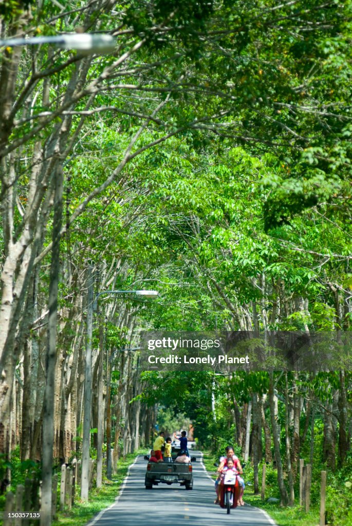 Traffic on road lined with rubber trees.