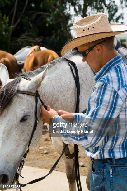 a local cowboy puts on a bridle, dahana ranch, waimea, waimea region. - waimea region stock pictures, royalty-free photos & images