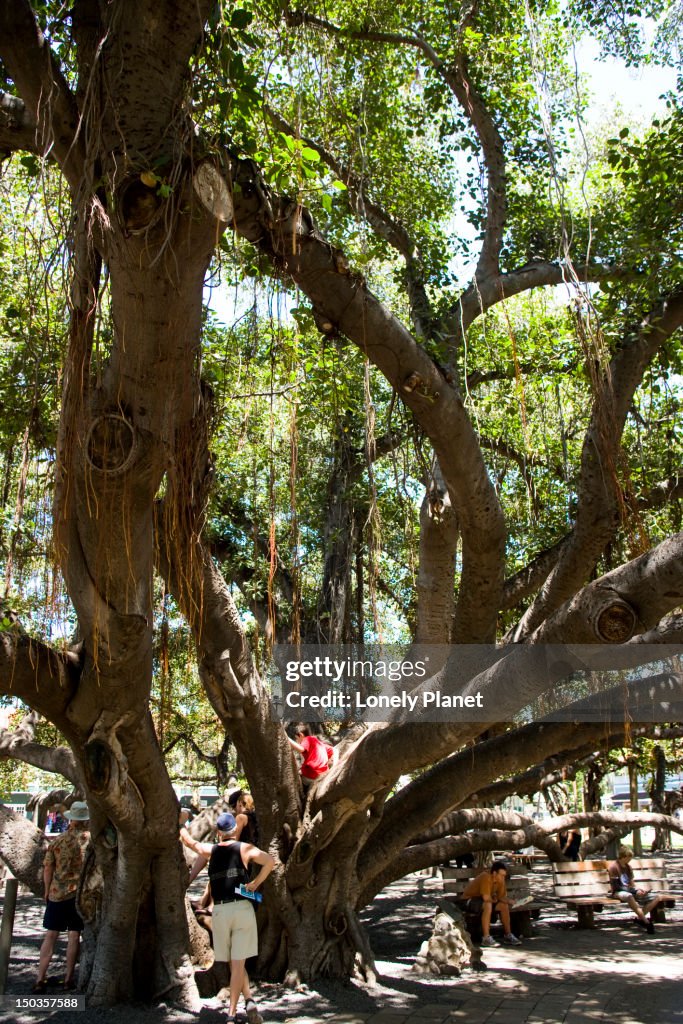 Banyan Tree Park.