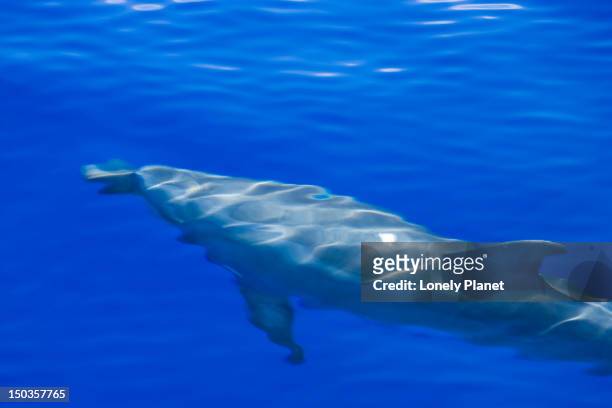 dolphin swimming off west maui coast. - maui dolphin stock pictures, royalty-free photos & images