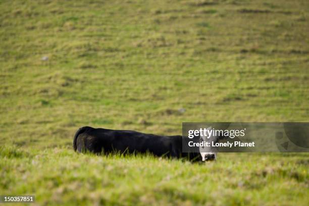 cattle in the hills around waimea, waimea region. - waimea region stock pictures, royalty-free photos & images