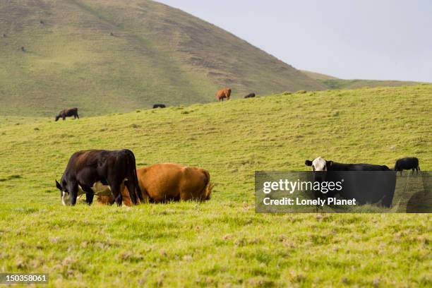 cattle in the hills around waimea, waimea region. - waimea region stock pictures, royalty-free photos & images