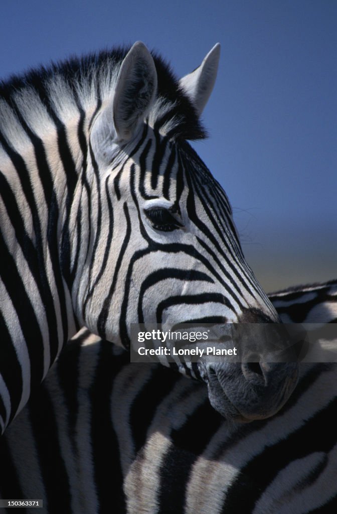 Portrait of a Burchell's Zebra, Kruger National Park.