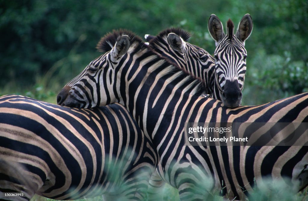 Burchells' Zebra, Kruger National Park.