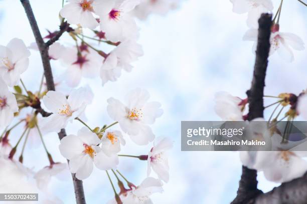 cherry blossoms - oriental cherry tree stock pictures, royalty-free photos & images
