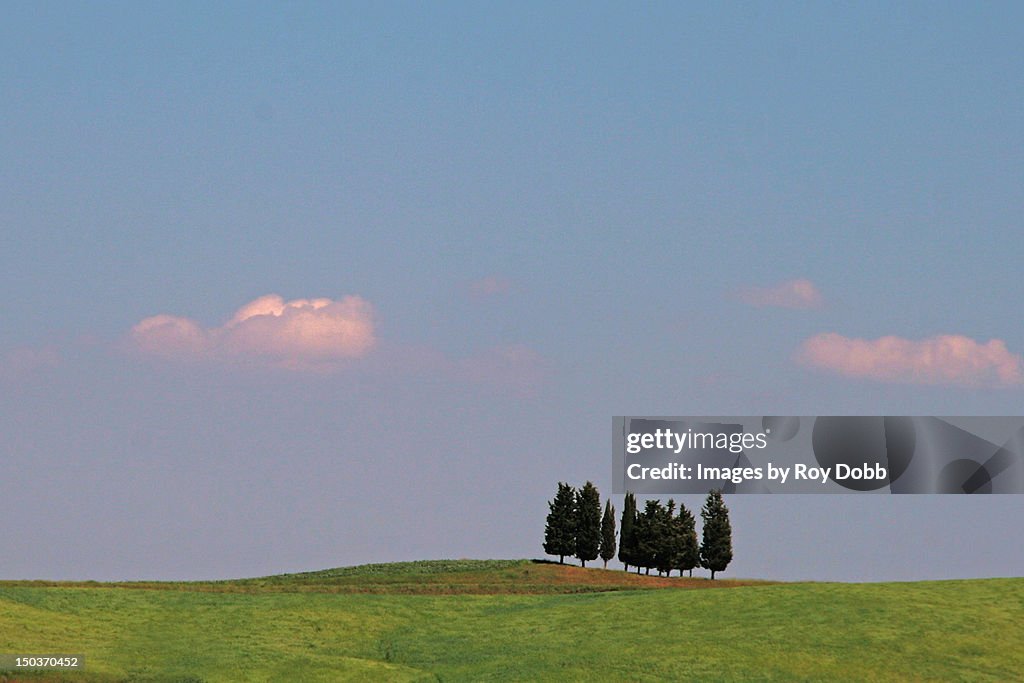 Tuscan trees