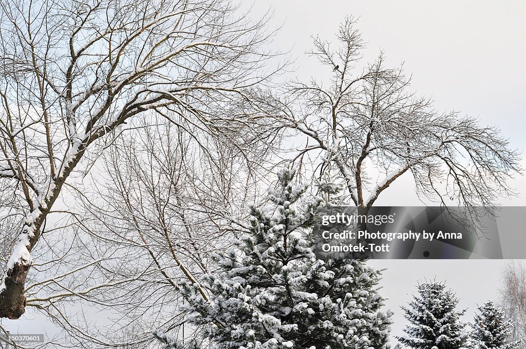 Snow cover trees