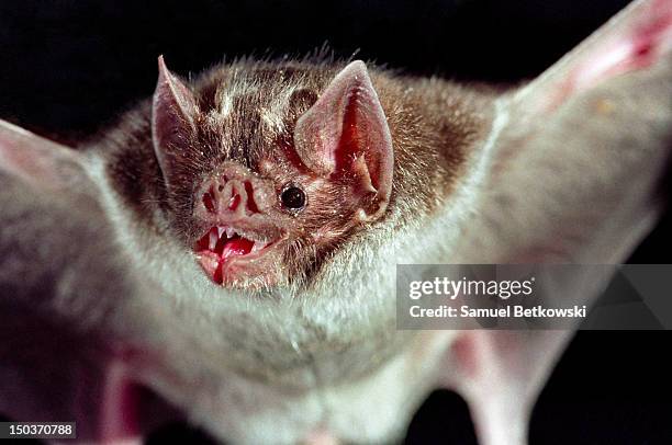426 fotos e imágenes de Murciélago Vampiro - Getty Images 426 fotos e imágenes de Murciélago Vampiro - Getty Images