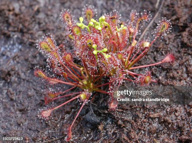 an oblong-leaved sundew plant, drosera intermedia, growing in a bog. - sundew stock pictures, royalty-free photos & images