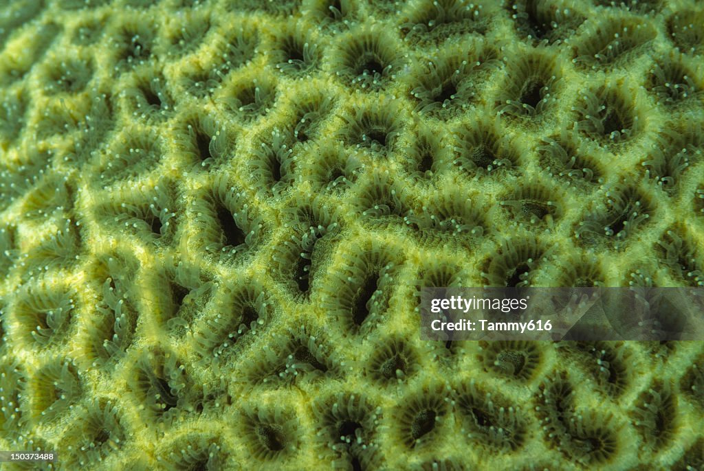 Close up of hard coral, Favites sp.