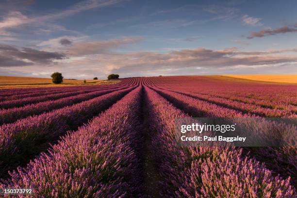 lavender field - hitchin photos et images de collection