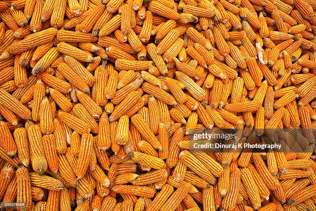 Golden corns